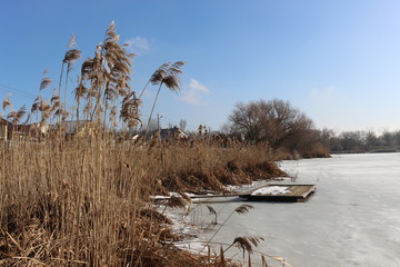 Dry reeds and trees are on the shore of a lake covered with ice