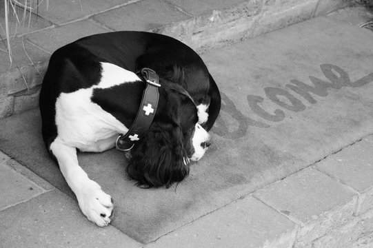 Sad dog waiting for his owners on  Welcome home carpet  at the entrance to the house. Black white photo.