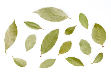 Fototapeta premium A selection of bay laurel leaves close up macro isolated on white background