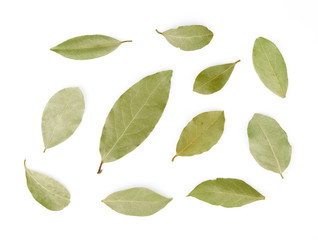 Obraz premium A selection of bay laurel leaves close up macro isolated on white background