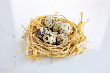 quail eggs in a nest isolated white background