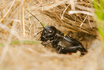 The field cricket Gryllus campestris macro photo