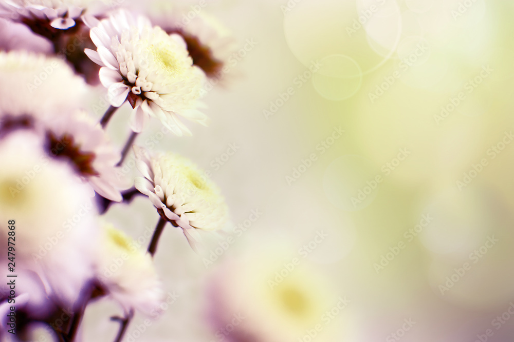 Wall mural macro flowers and glare. chrysanthemums in soft light. flowers in spring and summer. floral design o