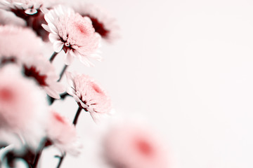 Flowers on a white background for design. Macro. Bouquet of chrysanthemums on a white background for text. Flowers in spring and summer.
