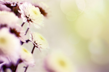Macro flowers and glare. Chrysanthemums in soft light. Flowers in spring and summer. Floral design on a blurred background.