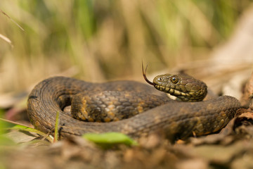 Dice snake Natrix tessellata in Czech Republic