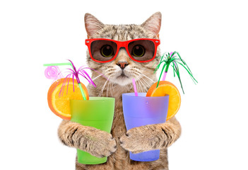 Funny cat in sunglasses with cocktails in his paws isolated on white background