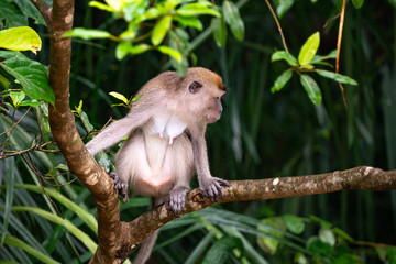 Mother Macaque Monkey in Bako National Park, Borneo Malaysia