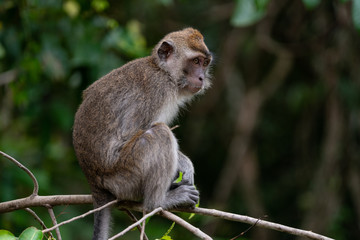 Wild Long Tailed Macaque in Borneo Sitting on Tree Branch