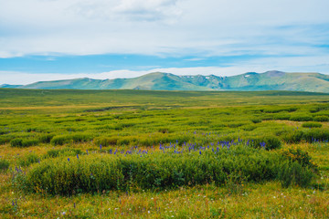 Fototapeta premium Blue flowers in bushes in valley before distant giant mountains. Wonderful huge mountain range under cloudy sky. Rich vegetation of highlands. Amazing dramatic green landscape of majestic nature.