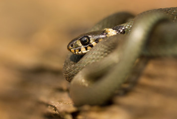 The Grass snake Natrix natrix in Czech Republic