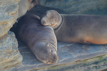 Seals on the beach at La Jolla area of San Diego in California
