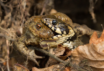 Grass snake Natrix natrix eating common toad Bufo bufo