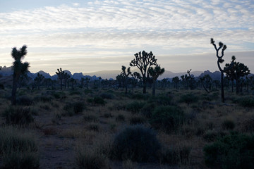 Amazing landscapes at Joshua Tree Park with mountains, rocks and desert plains at sunrise