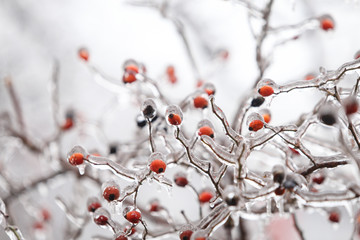 Details with frozen vegetation after a freezing rain weather phenomenon