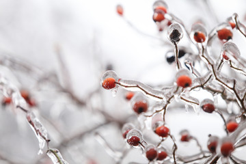 Details with frozen vegetation after a freezing rain weather phenomenon