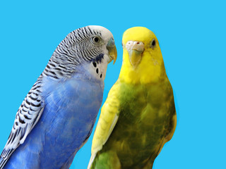 Yellow and blue Budgerigar  isolated on blue background.Melopsittacus undulatus.Budgerigar close up on the bird cage.Melopsittacus undulatus.Wavy parrot sits on a perch in a cage.pair of parakeets.