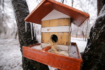 Frozen wooden bird house in a tree after  freezing rain