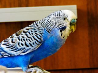 Blue Budgerigar on brown background. blue budgie close up shot. Budgerigars isolated. Yellow bird.Budgerigar close up on the bird cage.Melopsittacus undulatus.Wavy parrot sits on a perch.