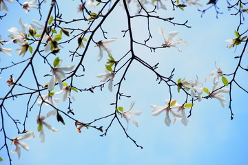 辛夷