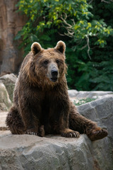 Oso pardo tambi√©n conocido como oso grizzly