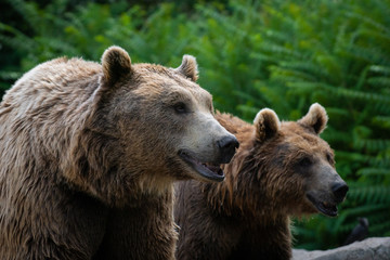 Oso pardo tambi√©n conocido como oso grizzly
