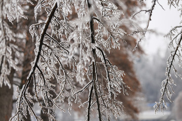 Details with frozen vegetation after a freezing rain weather phenomenon
