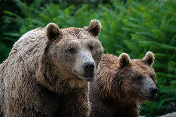 Oso pardo tambi√©n conocido como oso grizzly