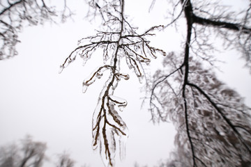 Details with frozen vegetation after a freezing rain weather phenomenon