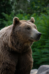 Oso pardo tambi√©n conocido como oso grizzly