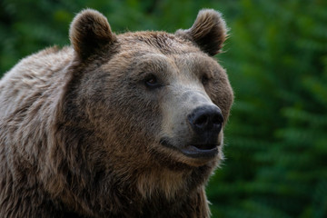 Oso pardo tambi√©n conocido como oso grizzly