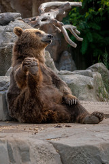 Oso pardo tambi√©n conocido como oso grizzly