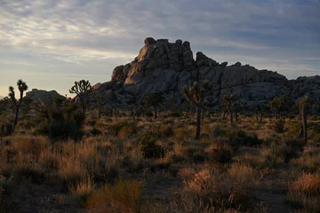 Fotobehang Chocoladebruin Amazing landscapes at Joshua Tree Park with mountains, rocks and desert plains at sunrise  © sashalexander
