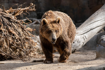 Oso pardo tambi√©n conocido como oso grizzly