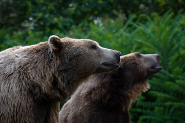 Oso pardo tambi√©n conocido como oso grizzly