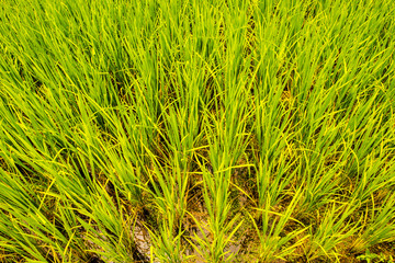 Growing crops for harvest days.