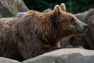 Obraz premium Oso pardo tambi√©n conocido como oso grizzly
