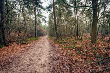 Narrow sandy path meandering through the Dutch autumn forest