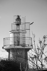 Old lighthouse of Jaffa port and flying bird. Tel Aviv (Israel). Black and white photo.