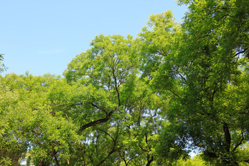 Sophora tree Crown