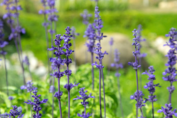 lavender flower background