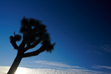 Amazing landscapes at Joshua Tree Park with mountains, rocks and desert plains at sunrise