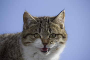 cat mewing on a roof . blue sky background