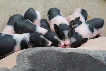 Baby pink and black speckled pot-bellied pigs sleep on mother. Animal, mother's day, and happy new year 2019 concept.