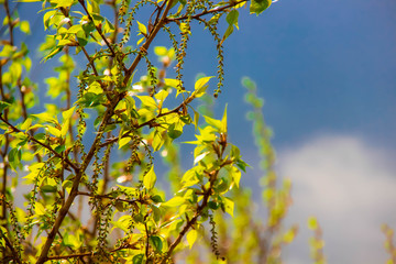 Obraz premium Plants. Greenery. Summer