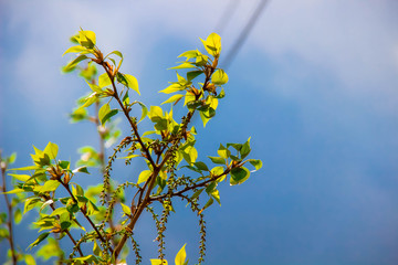 Plants. Greenery. Summer