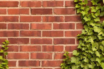 Distressed red brick wall with ivy growing on it