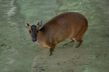 Muntjac de reeve