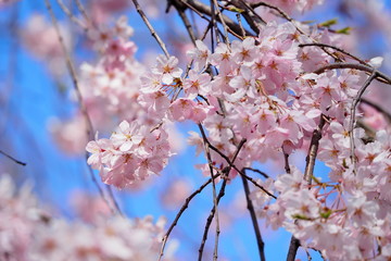 桜満開