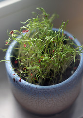 the first shoots of plants. life on the windowsill